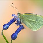 Pieris-brassicae