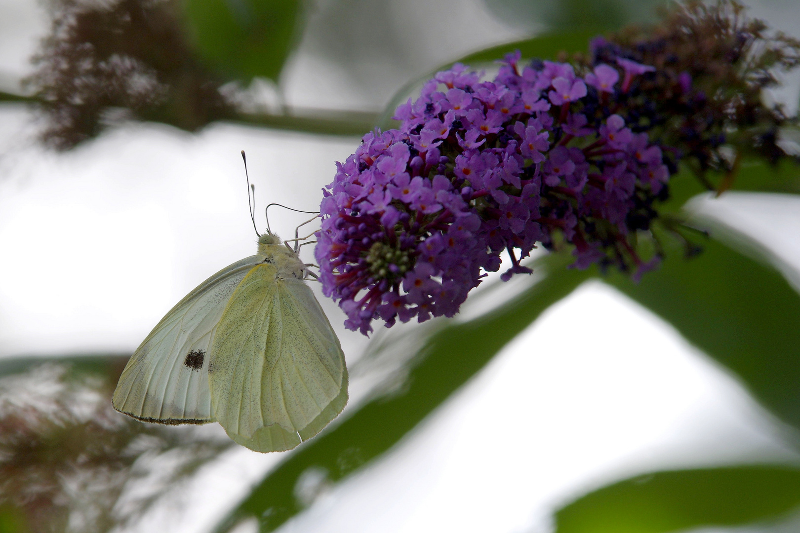 Pieris brassicae