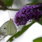 Pieris brassicae