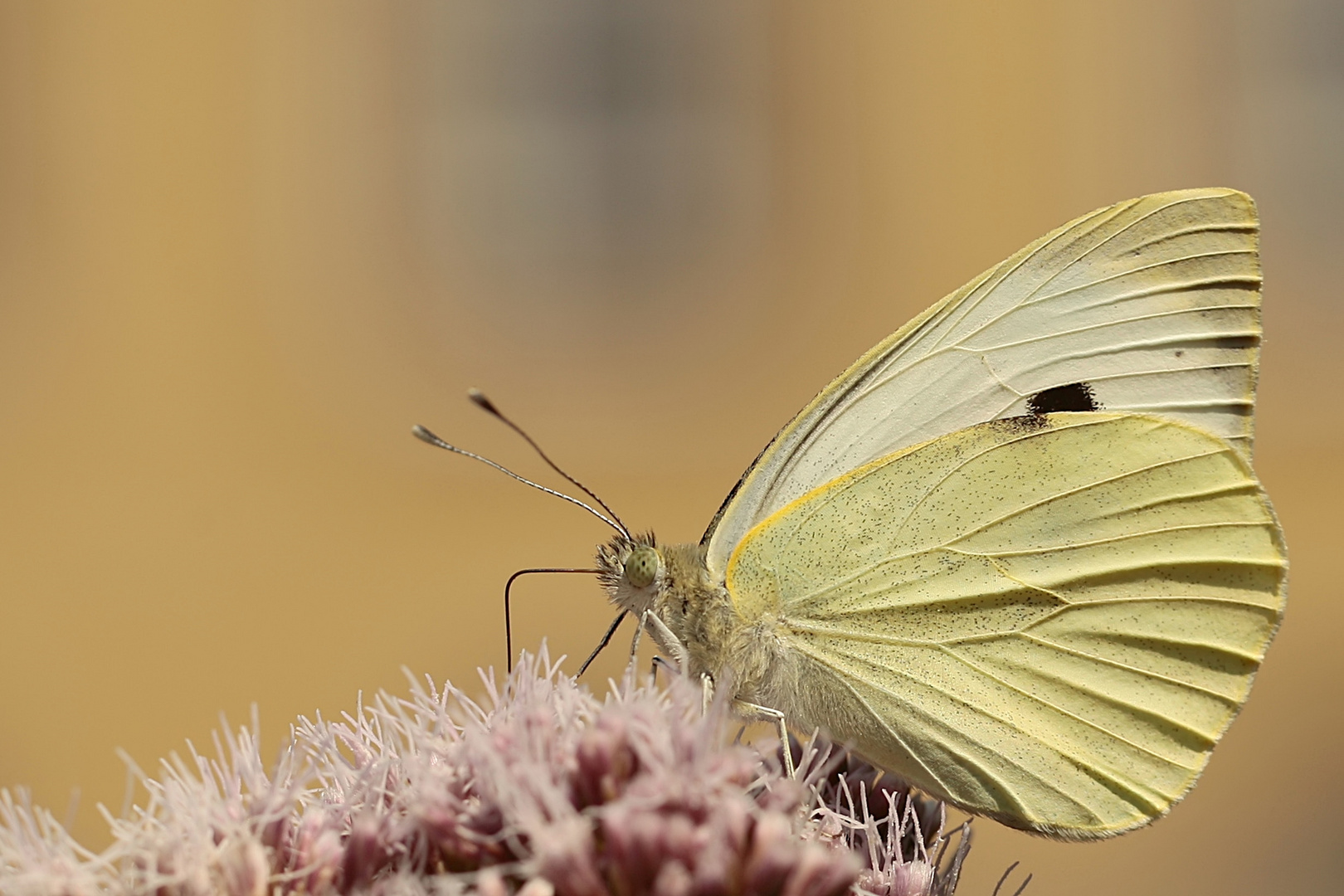 Pieris brassicae