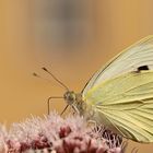 Pieris brassicae