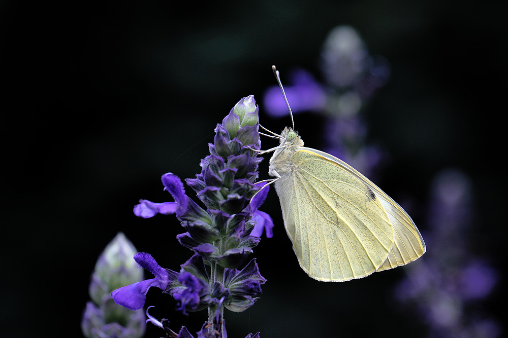 Pieris brassicae