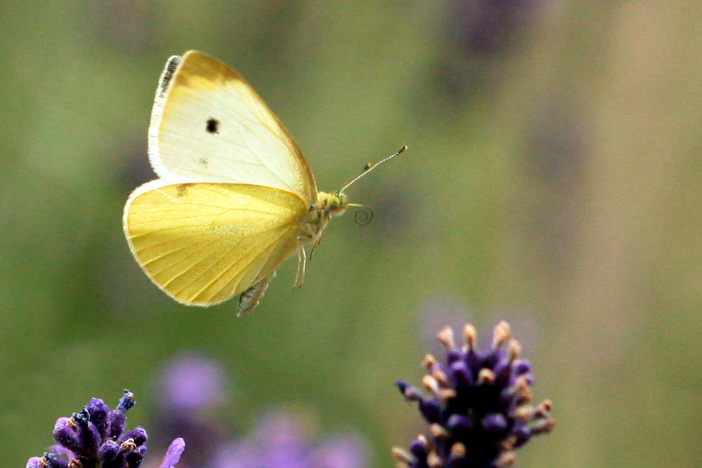 Pieris brassicae