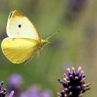 Pieris brassicae