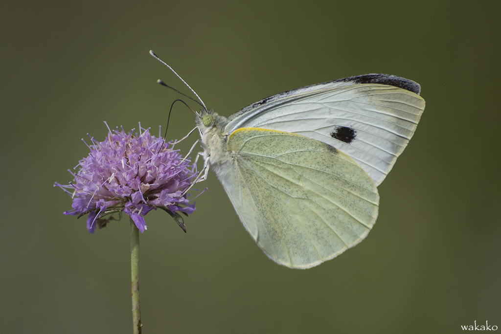 Pieris brassicae