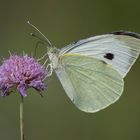 Pieris brassicae