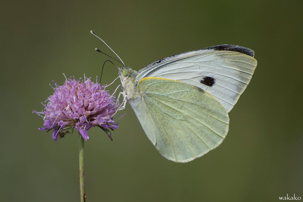 Pieris brassicae