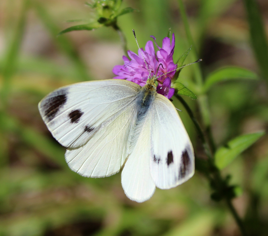 Pieris brassicae- großer Kohlweißling ist es keiner