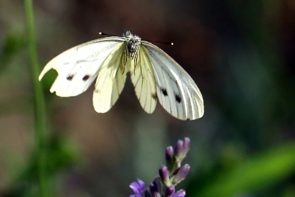 Pieris brassicae - im Anflug - Vorsicht Tragflächenschaden