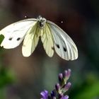 Pieris brassicae - im Anflug - Vorsicht Tragflächenschaden