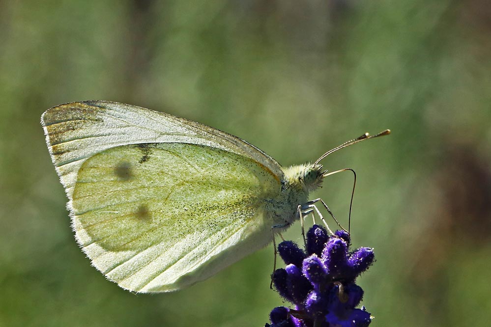 Pieris brassicae - im Gegenlicht