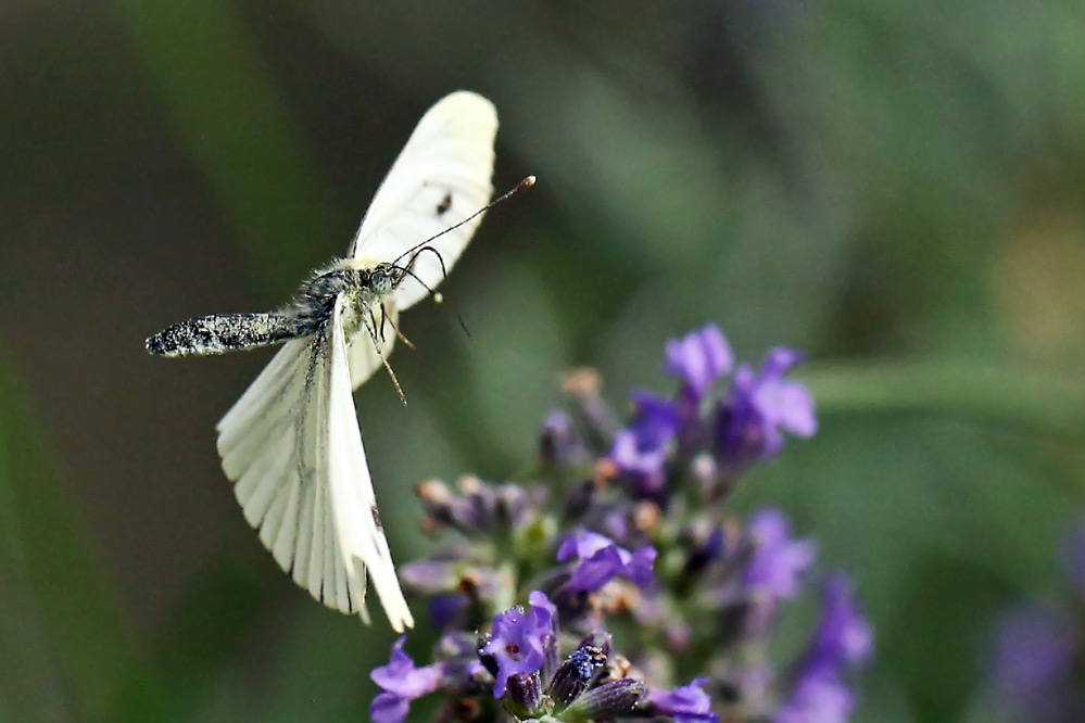 Pieris brassicae - im Vorbeiflug - mit Tragflächenschaden