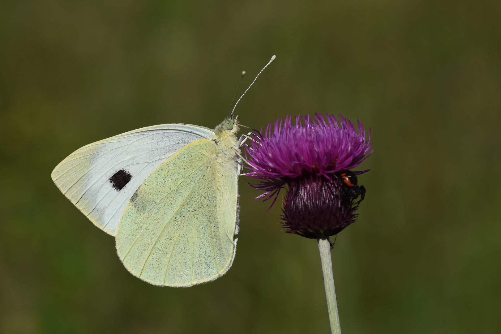 Pieris brassicae » Large White