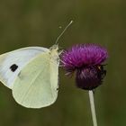 Pieris brassicae » Large White