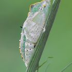 Pieris brassicae (Linnaeus, 1758)