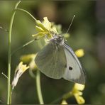 Pieris brassicae  (Linnaeus, 1758) -CAVOLAIA MAGGIORE -