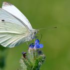 Pieris brassicae : Pieride du chou