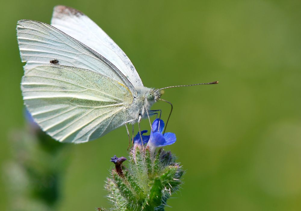 Pieris brassicae : Pieride du chou