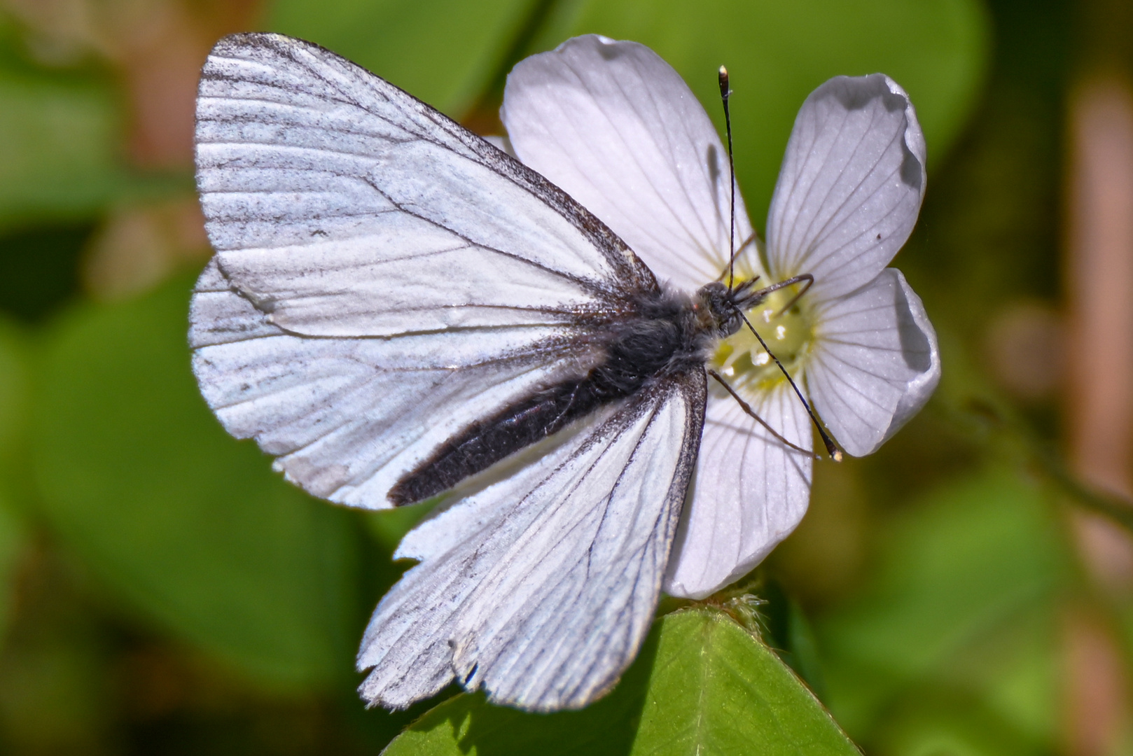 Pieris