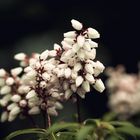 Pieris - Heidekrautgewächse