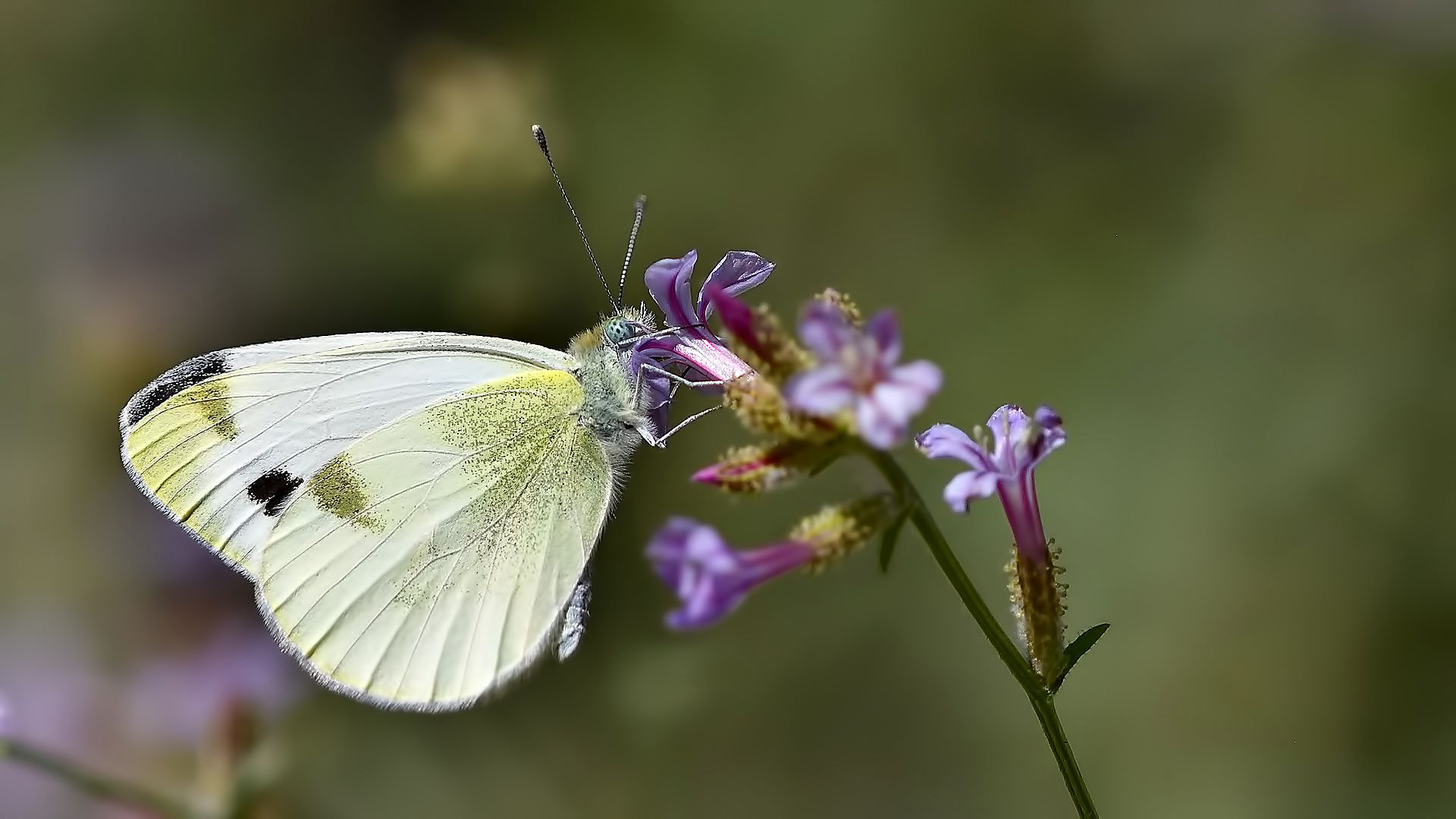 Pieris krueperi