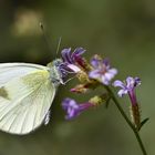 Pieris krueperi