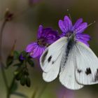 Pieris manii