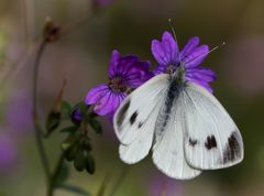 Pieris manii