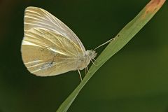 Pieris mannii