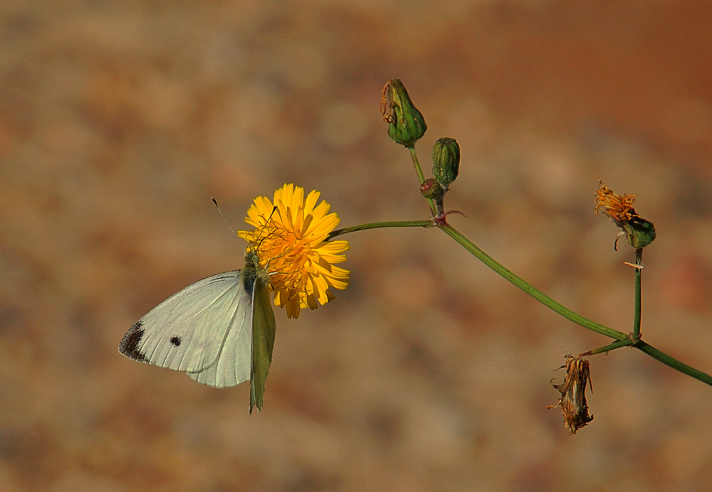 Pieris mannii alpigena