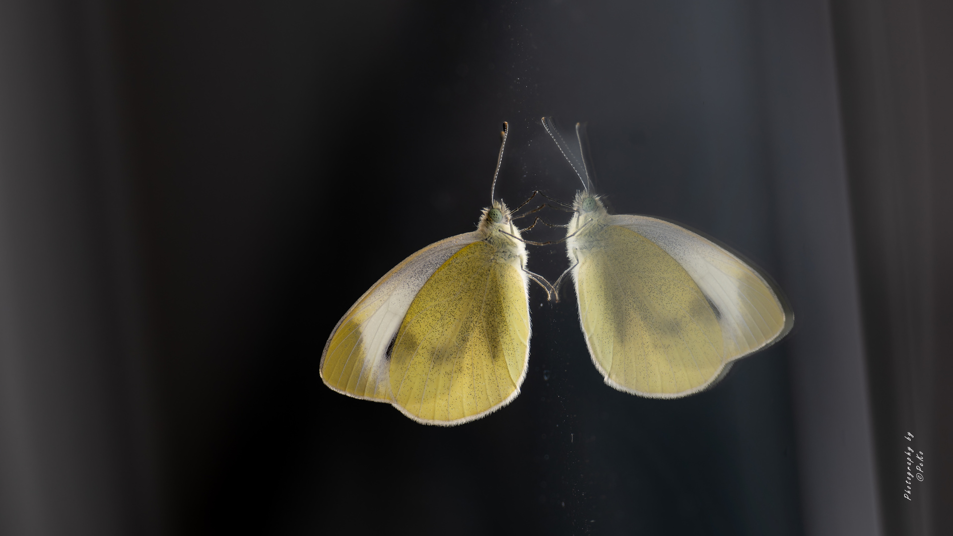  Pieris mannii 