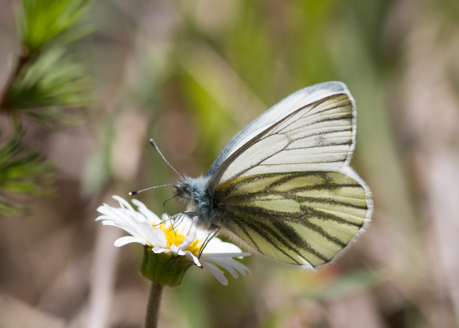 Pieris Napae