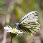 Pieris Napae