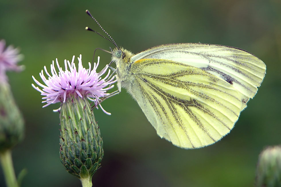 Pieris napae