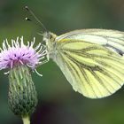 Pieris napae