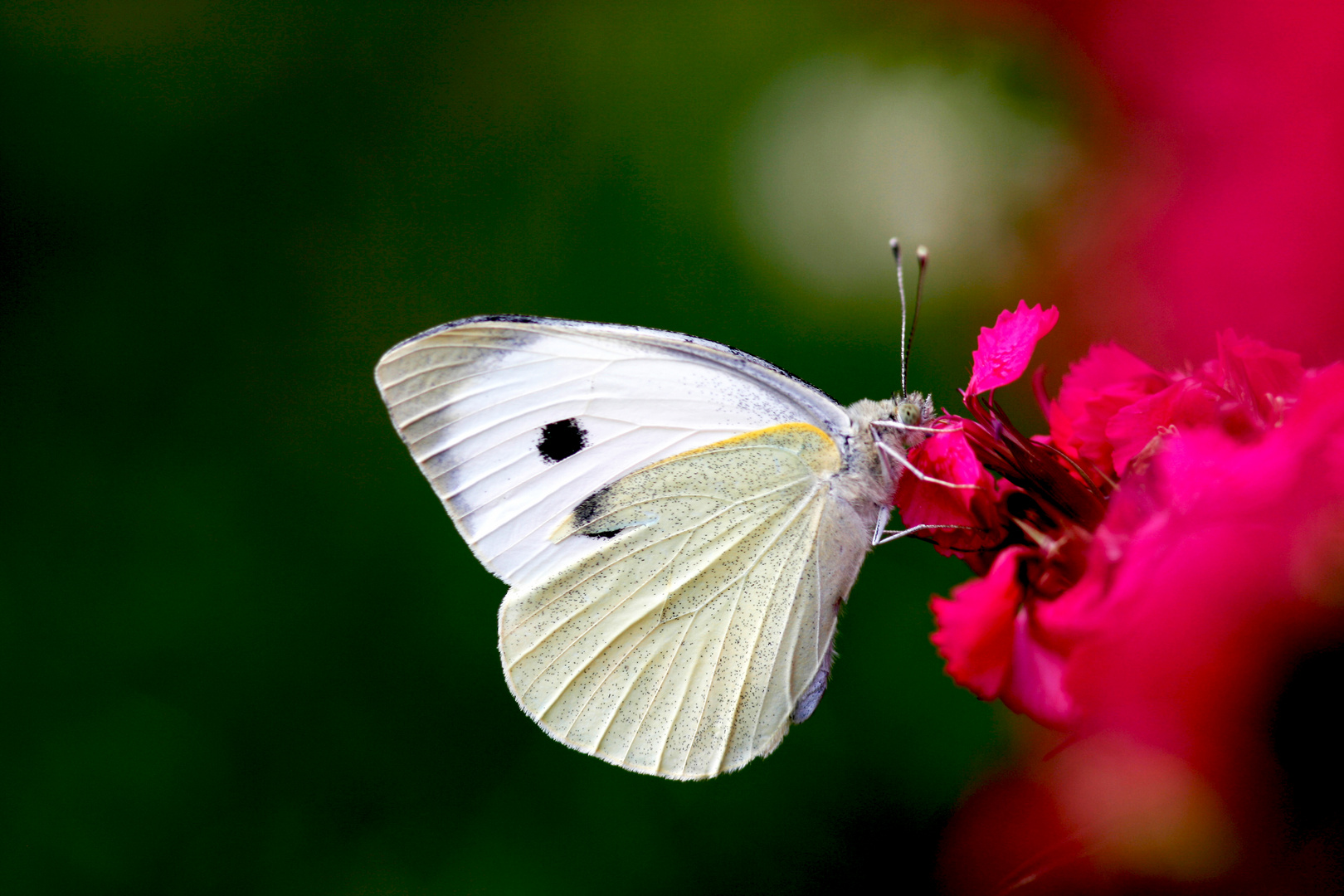 pieris napea