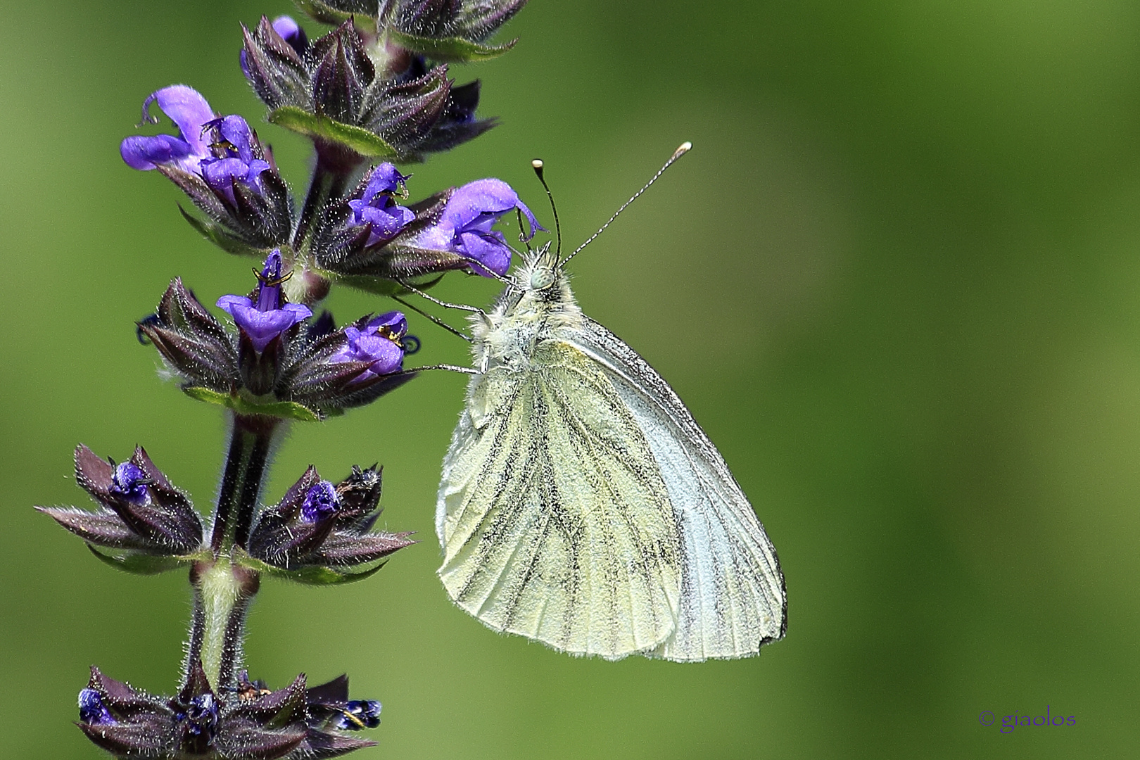 Pieris napi