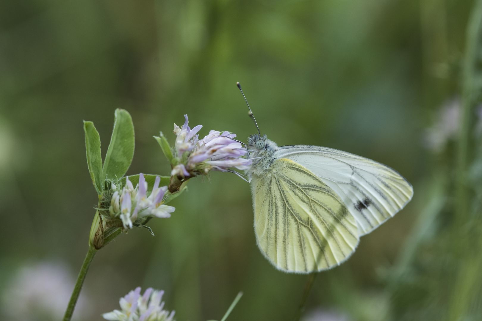 Pieris napi