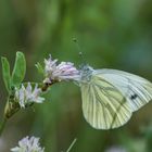 Pieris napi