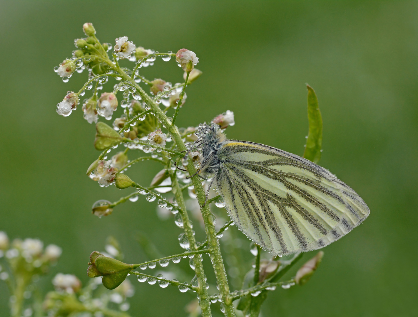 Pieris napi #2