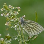 Pieris napi #2