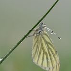 Pieris napi