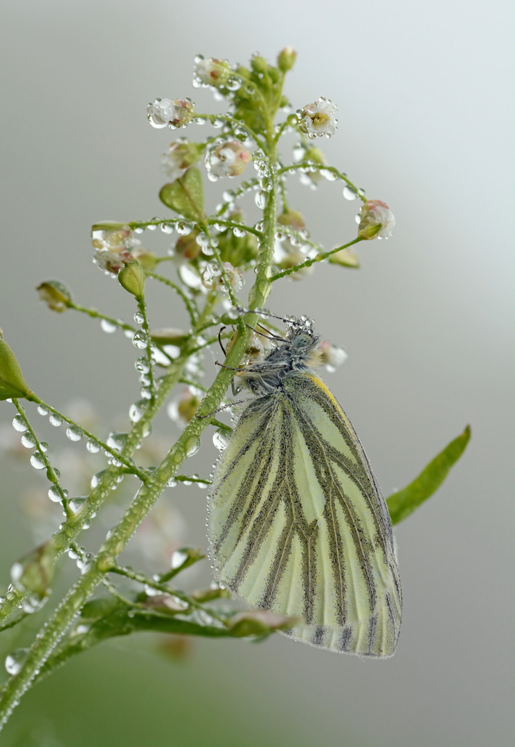 Pieris napi #3