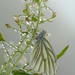 Pieris napi #3