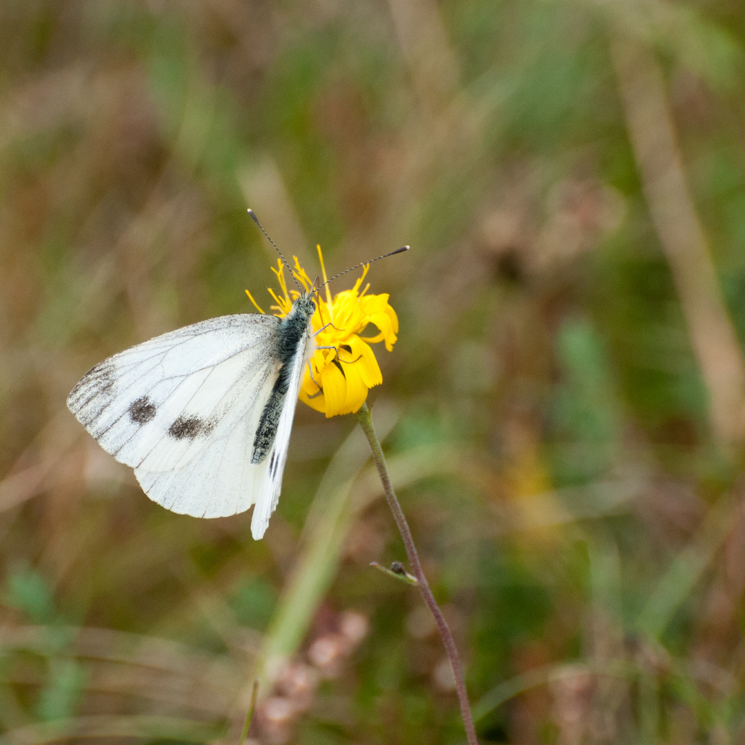 Pieris napi