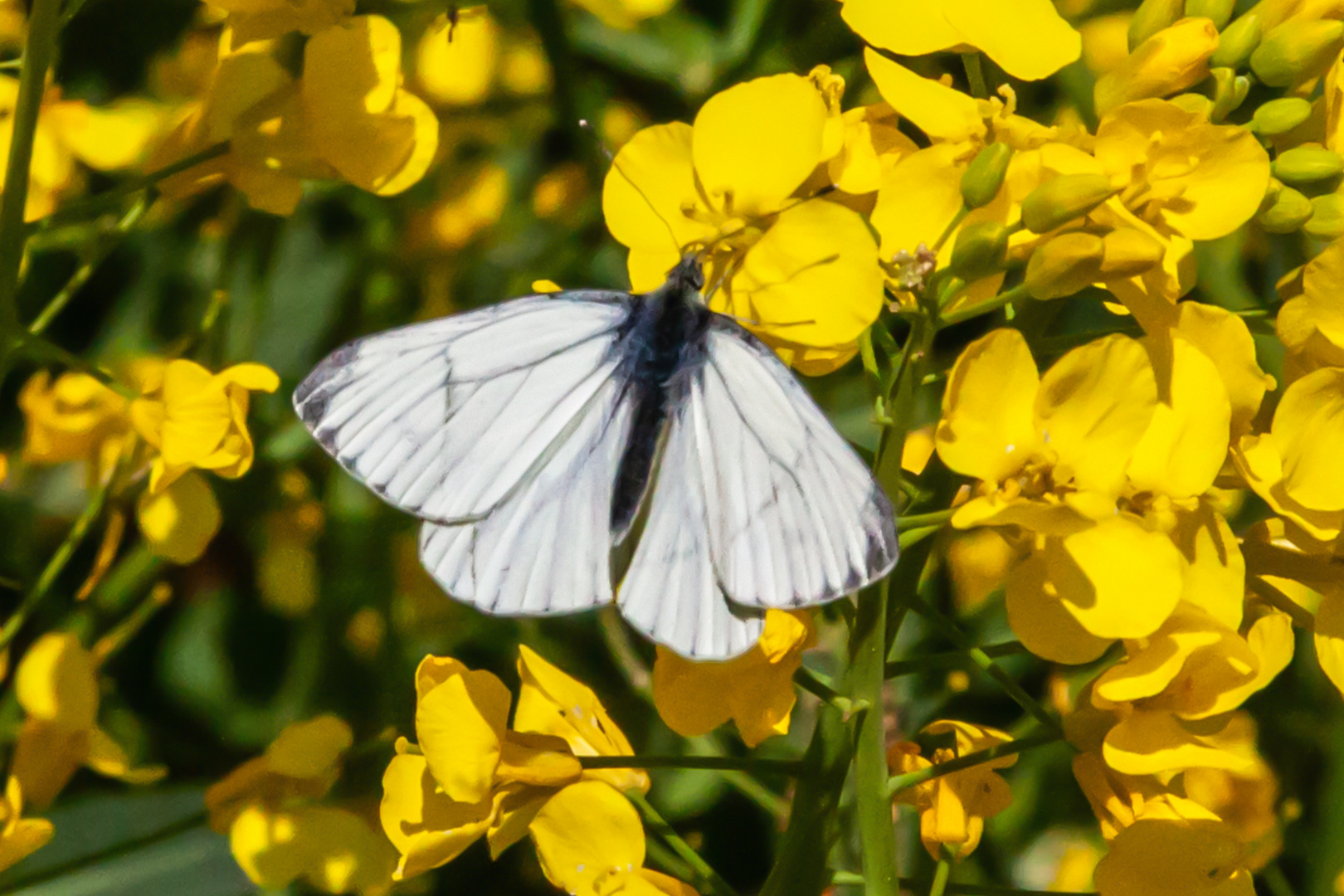 Pieris napi