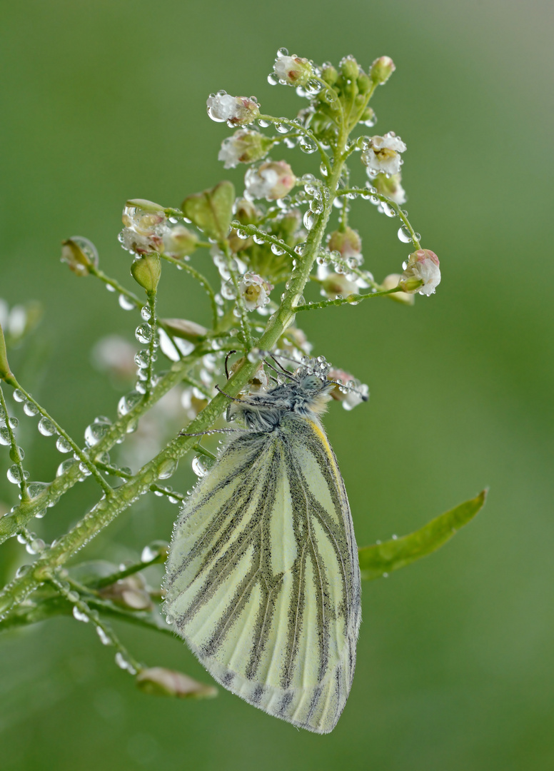 Pieris napi #4