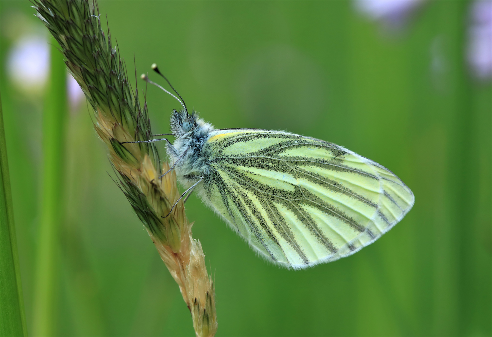 pieris napi