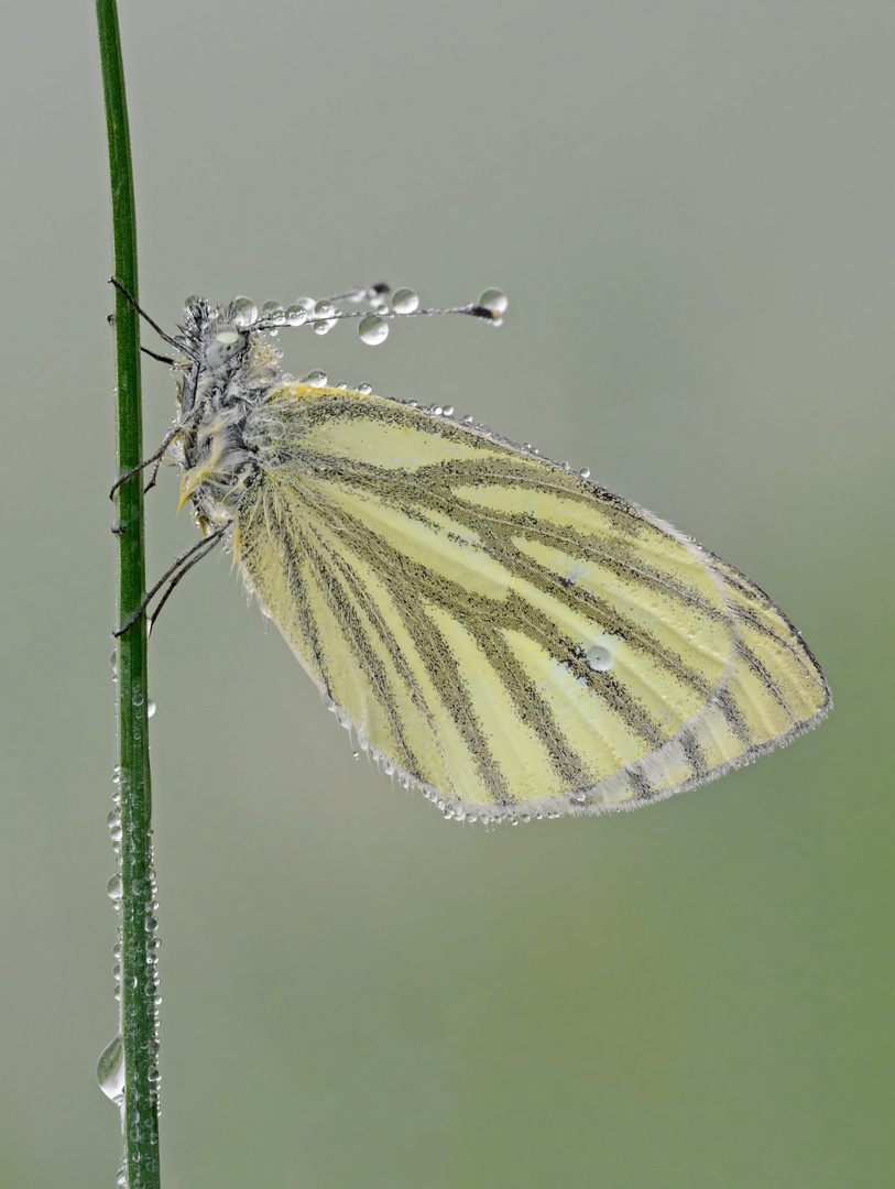 Pieris napi #5