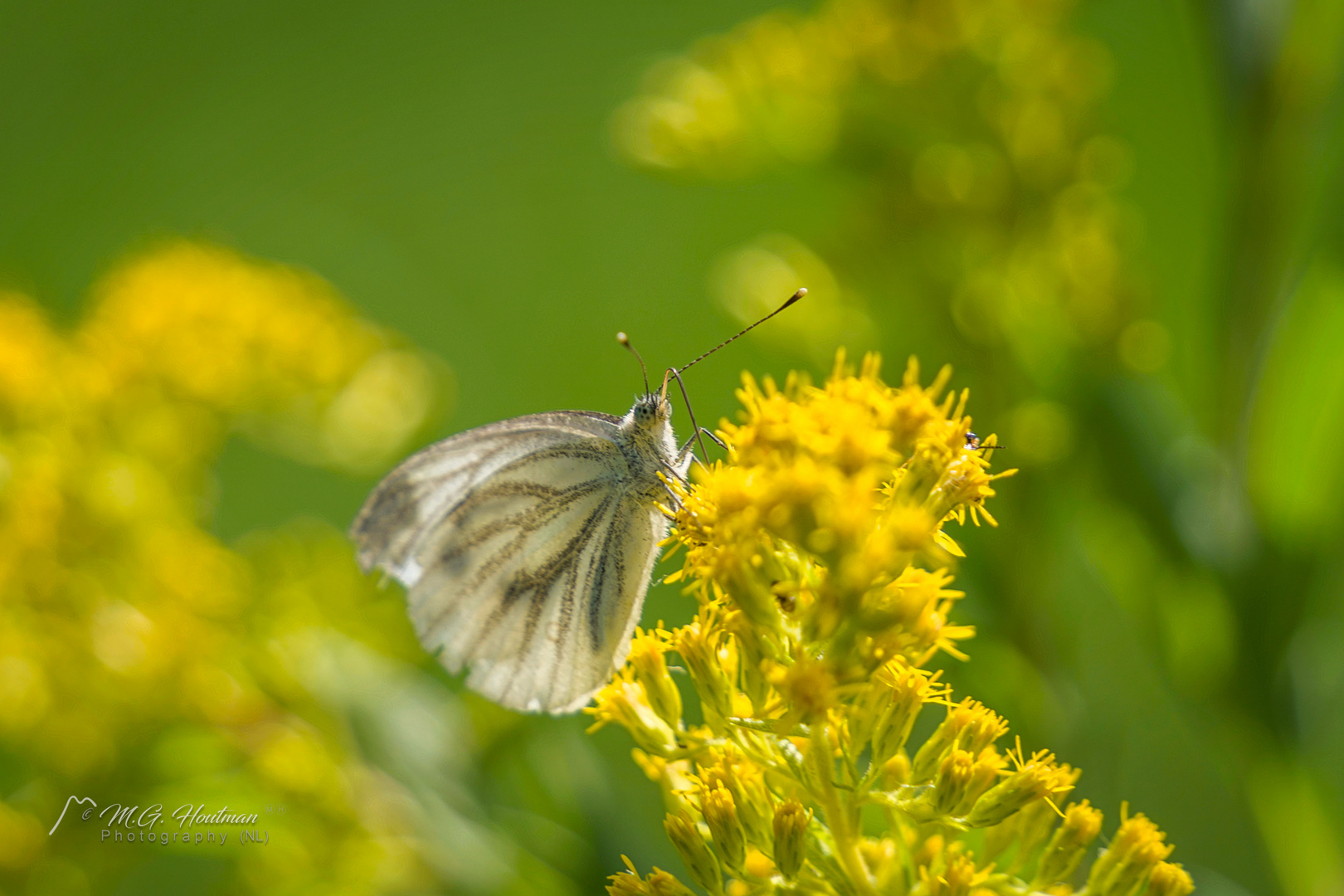 Pieris napi